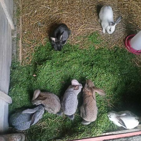 Malinowy Gaj - Agroturystyka Z Alpakami I Innymi Zwierzetami Swietajno  Eksteriør bilde