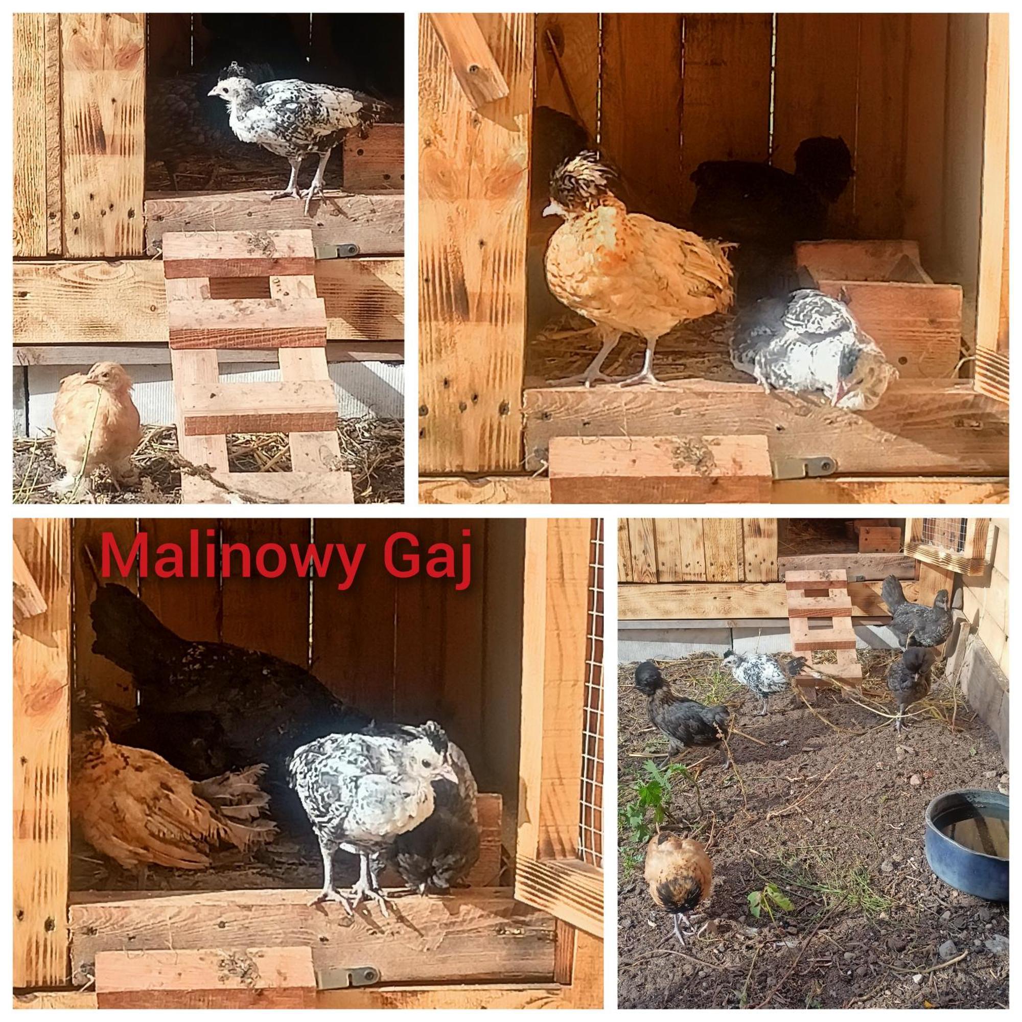 Malinowy Gaj - Agroturystyka Z Alpakami I Innymi Zwierzetami Swietajno  Eksteriør bilde